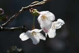 2010春、桜ちらほら天白川(4/4)：ムクドリ、キブシ、桜、ムスカリ、ストック、パンジー