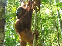 オランウータンの住むスマトラのジャングル　グヌン・レウサー国立公園 トレッキング