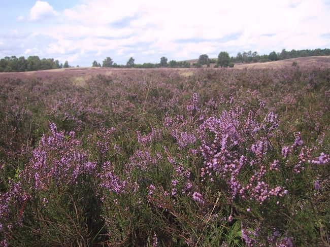 Lüneburger Heide 2005