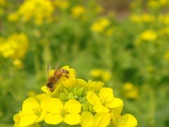 '10 春遠からず....南知多で満腹！