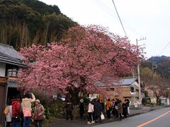 河津桜の原木