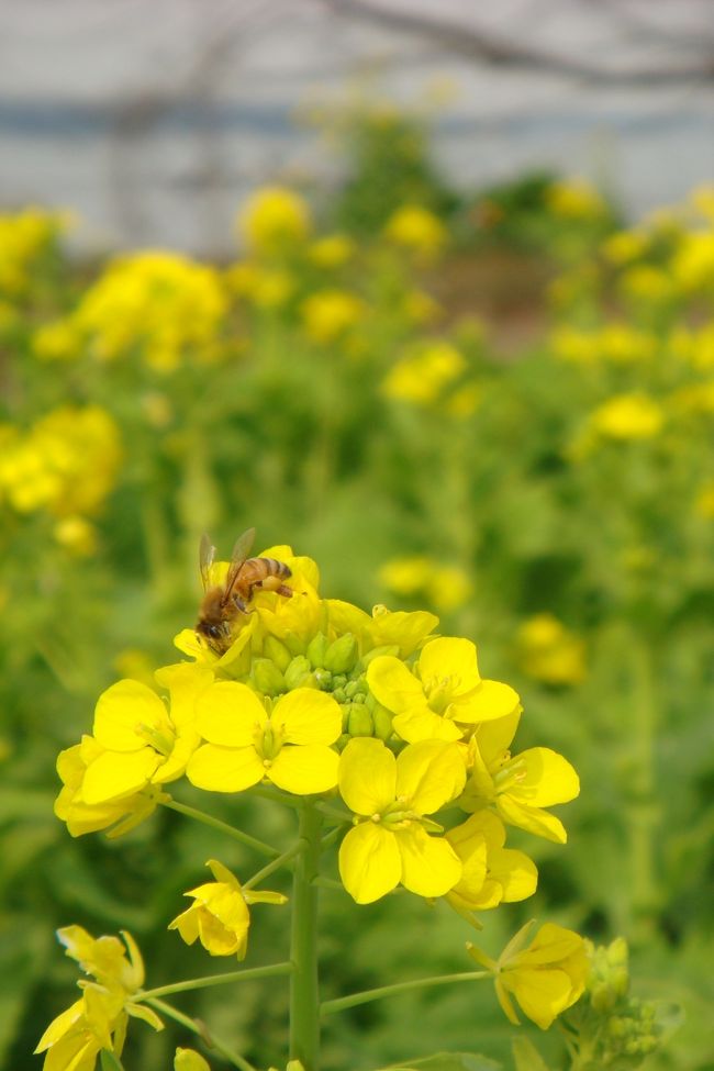 家族で南知多へ出掛け、寄り道しながら食べたり、食べたり、食べたり！？<br />・・・と、相変わらず食べてばかりの一泊二日の楽しいドライブ旅行でした。<br /><br />★１日目★<br /><br />えびせんべいの里（美浜本店）<br />↓<br />オテル・ド・マロニエ内海温泉にて泊<br /><br />★２日目★<br /><br />マロニエＨより<br />↓<br />豊浜魚ひろば<br />↓<br />美浜ナチュラル村<br />↓<br />魚太郎<br /><br />