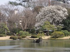 「春近し　旧古河庭園～六義園　」さんぽ