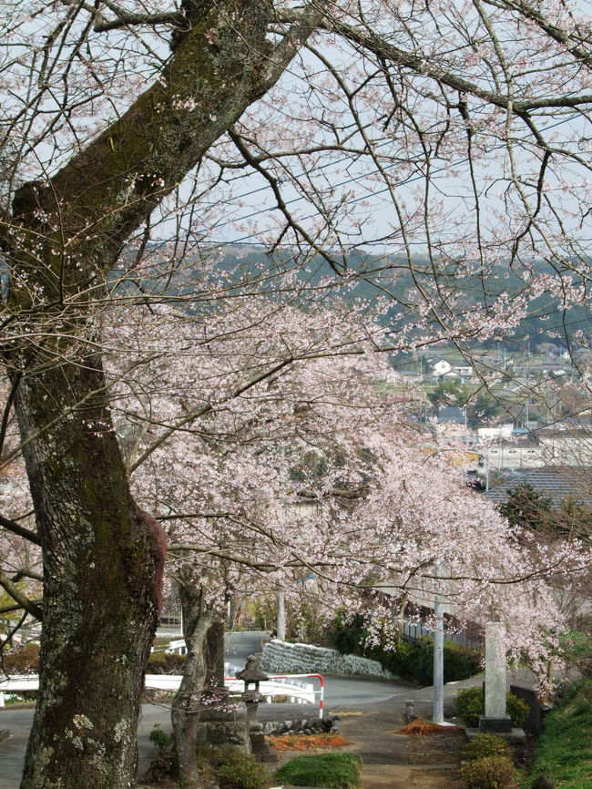 興徳寺の桜が気になったので下見に行って来ました。<br />近くの駐車場まで車で行き、そこからウロウロしてきました。<br /><br />★「富士宮市役所」のHPです。<br />http://www.city.fujinomiya.shizuoka.jp/