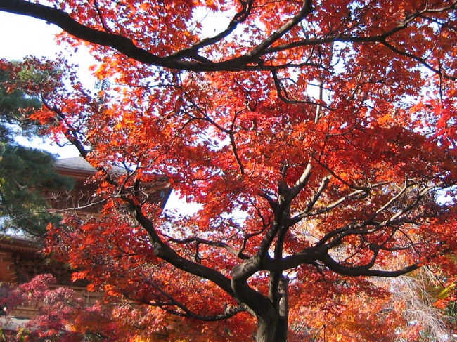 紅葉が美しいことでも知られる豪徳寺へ。<br /><br />井伊直弼のお墓もあります。