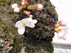 城陽の天ぷら処「きら」さんの昼食 と 宇治平等院の桜