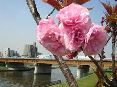 赤羽　荒川土手の桜