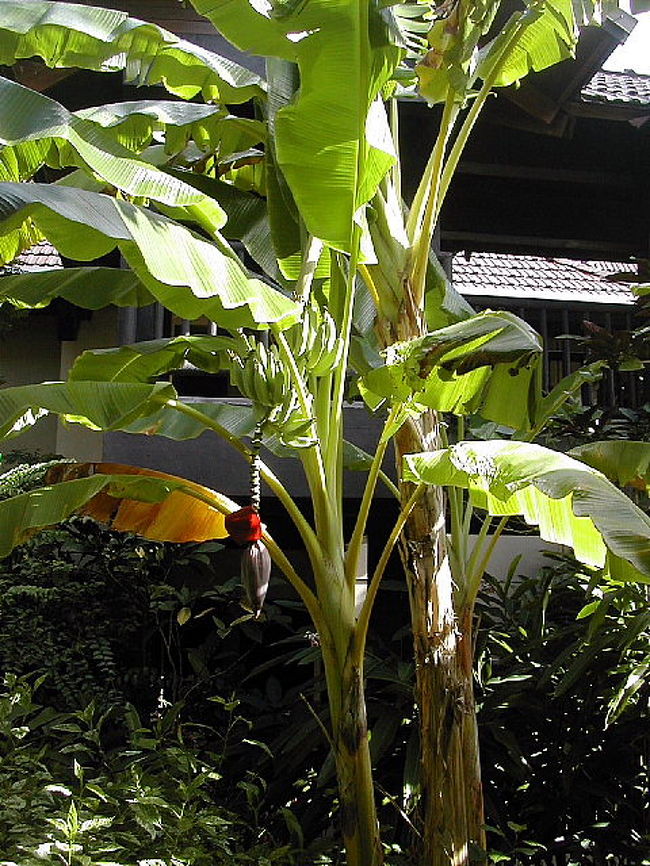 ２００６年６月１７日ー２１日。「アクアリゾートクラブサイパン」の庭の花々です。バナナの木に花がぶら下がっていて、実がなっているのをはじめて見ました。