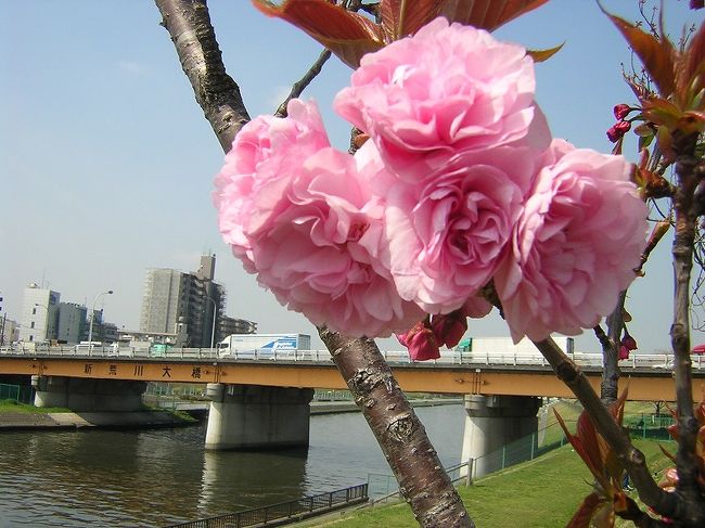 荒川土手の桜はきれいです」