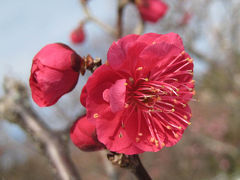 東京都調布市（深大寺の節分会・神代植物公園の梅）　２０１０年２月 