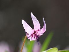 城山　かたくりの里