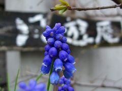 我が家の花たち！（３月２５日）