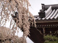 圓明寺のしだれ桜