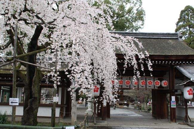 京都でいち早く桜を見ることができるのは、平野神社です。<br />ここには５０種４００本の桜が植えられており、早咲きの桜は３月中旬から、遅咲きの桜は４月２０日ごろに咲きますので、１ヶ月近く桜を愛でることができます。ライトアップされており夜も鑑賞できます。拝観料もいりません。<br />ということで、天気も良いので出かけました。ところが次から次と雲が現れ降ったり晴れたりの天気となりました。<br />おまけに冬に戻ったかのように気温が低く霰も降りました。
