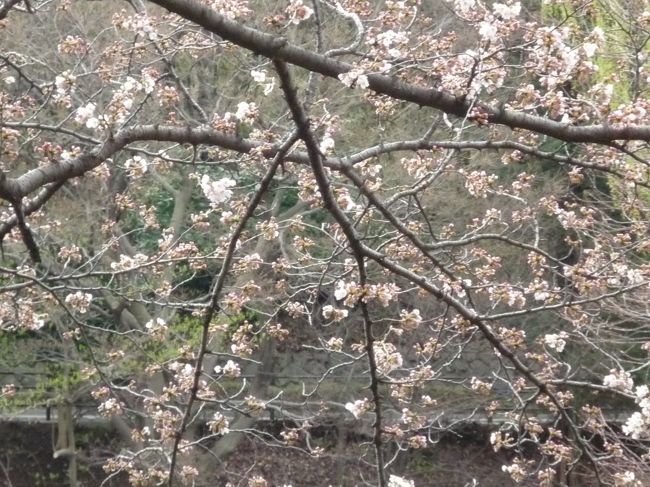 神奈川県立三ッ池公園<br /><br />園内メインの桜であるソメイヨシノも開花しました。<br />