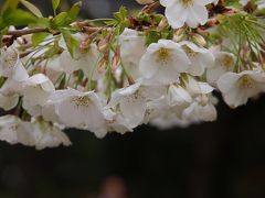 ２０１０　さくら咲く　日比谷公園　上