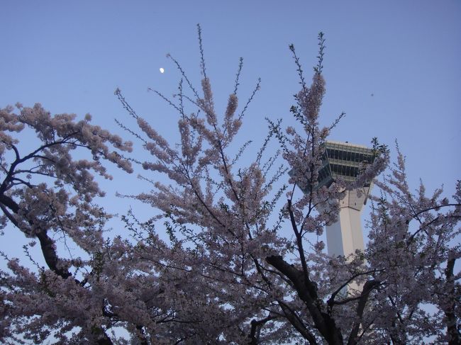 実家に帰っていたときに、両親とふらっと出かけた<br />五稜郭公園。<br /><br />桜の時期は、とても綺麗なの！<br /><br />弘前の桜祭りもいいけど、函館も負けていないわよ！！