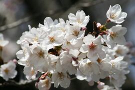 2010春、三分咲の三好池の桜(1/4)：ソメイヨシノ、三好公園、三好池、三好池神社