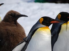 旭山動物園とペンギンの散歩