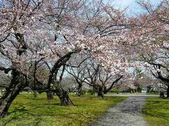 小石川植物園の桜