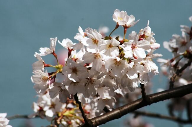 2010春、三分咲の三好池の桜(2/4)：ソメイヨシノ、三好池、カヌー施設、烏、雪柳