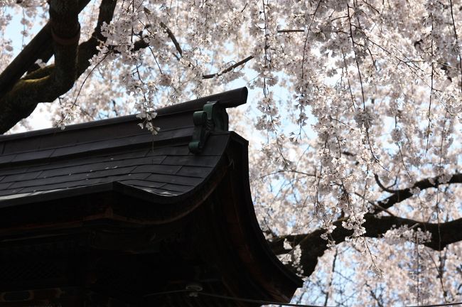 平野神社は、平安遷都とともに遷座した格式ある神社。<br />桜の名所として名高く、現在は５０種約４００本の桜が植えられています。<br /><br />創建「延暦１３年（７９４年）」当時は１.５ｋｍ四方と御所に匹敵する広さがありましたが、現在は東西２００ｍ前後となっています。<br /><br />平野神社の神紋は桜です。起源は平安中期、花山天皇が境内に数千本の桜を植えたことに始まります。江戸時代には「平野の夜桜」として全国的にも桜の名所として知られ、毎年４月１０日には平野桜祭り（桜祭神幸祭）が行われます。<br />