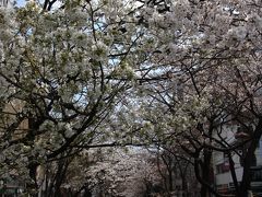 【京都桜2010】 思ったより咲いてました 「木屋町高瀬川の桜」