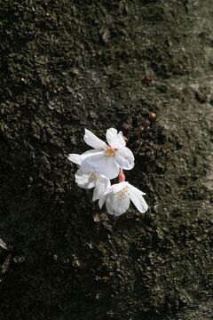 2010春、三分咲の三好池の桜(4/4)：ソメイヨシノ、三好池、ムスカリ、黄水仙、菜の花