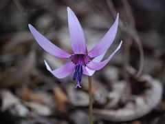 今年も森の妖精を求めてハイキングを実行する②岩根山神社迄(作成中)