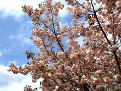 ･*。2010桜の名所・開花情報。*･大阪城、造幣局、大川沿い、見頃はいつ？