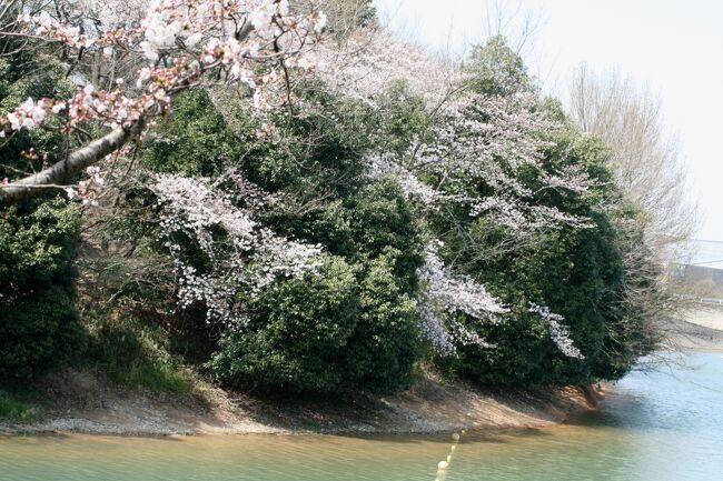 2010春、三分咲の三好池の桜(3/4)：ソメイヨシノ、三好池、カヌー施設、紫陽花苗木