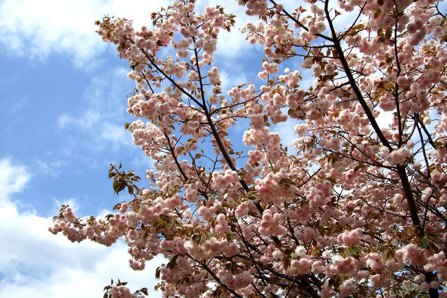 【2010年3月31日／更新情報】<br />「開花です」と地味めな開花宣言のニュースが流れて約1週間。<br />毎年どこへ出かけようかな…と出かける傍ら、いつの間にか咲いて、いつの間にか散ってしまう近所の桜。<br />今年はそんなご近所“桜日記”をつけてみよう！とφ(．． )<br />毎日じゃないけど通りすがりなら続けられるかな…<br />　<br />【桜日記その４(4月19日)はコチラから】<br />http://4travel.jp/traveler/tabimakuri/album/10450506/<br />【桜日記その３(4月14日〜)はコチラから】　<br />http://4travel.jp/traveler/tabimakuri/album/10448950/<br />【桜日記その２(4月2日〜)はコチラから】<br />http://4travel.jp/traveler/tabimakuri/album/10444906/<br />　　<br />　<br />(σ・∀・)σ【2010大阪の桜イベント情報】<br />桜の名所が集まる天満橋・京橋エリアのご紹介<br />　<br />●水都大阪2010 〜大川さくらクルーズ〜<br />開催日／平成22年3月27日(土)〜4月20日(火)<br />時間／始発10:00〜終発19:00<br />場所／八軒家浜船着場(天満橋駅)<br />費用／ 大人1,000円、小学生500円<br />　<br />●造幣局、桜の通り抜け<br />開催日／平成22年4月14日(水)〜20日(火)<br />時間／10:00〜21:00(土日は9:00〜21:00)<br />料金／無料<br />＜詳しくはコチラ／造幣局オフィシャルサイト＞<br />http://www.mint.go.jp/sakura/torinuke/info.html<br />　<br />●大阪城西の丸庭園観桜ナイター／庭園内の桜をライトアップ！<br />開催日／平成22年4月1日(木)〜4月7日(水)[荒天中止]※4月5日(月)は臨時開園の予定。<br />開園時間／9:00〜20:00　※入園券発売は19:30まで<br />入園料／大人1人1回350円<br />＜詳しくはコチラ／大阪城のサイト＞<br />http://www.osakacastle.net/<br />