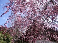 宮島　枝垂れ桜　今が見頃です！！