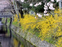 京都を歩く(47)　満開まで待てない！東山エリアの桜名所をめぐる