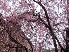 京都府庁旧本館「桜が咲いた」春の一般公開その1