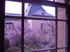 京都府庁旧本館「桜が咲いた」春の一般公開その2