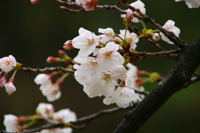車でドライブして、舞鶴公園、大濠公園あたりを回ってきました。桜が綺麗に咲いていました。曇りだったのが残念です。