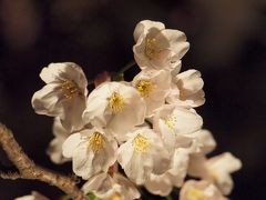 ２０１０年３月２７日　伊東温泉松川遊歩道の桜の開花状況