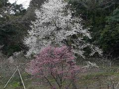 多摩森林科学園で早咲きの桜