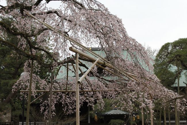 ３月もあと少しで終わり。<br />間もなく新年度が始まります。<br />新年度の始まりと言えば桜<br /><br />千葉県松戸市の北小金にある東漸寺へ行ってきました。<br /><br />　　　　　↓<br />（ブログをご覧ください。）<br />http://blog.goo.ne.jp/konti526/e/3031ebdba08cfbd8a7bf8dae312e653c