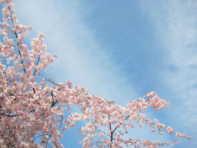 都内では小石川後楽園が満開という情報を聞き、お花見に行ってきました。シダレザクラは満開になっていましたが、ソメイヨシノはまだまだのようです。