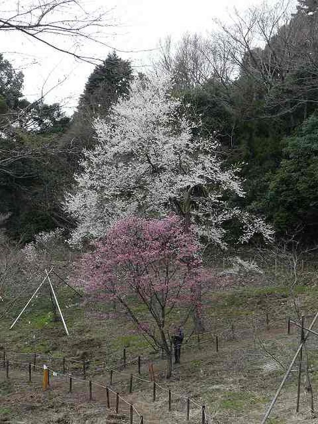 染井吉野はまだ見ごろにはなっていないのでそれなら早咲きの桜で遅くでも見れるところというので行ってみました<br /><br />初めて見るさくらはなかったが　13種類もの桜が見れたのは今日の天候を考えればよかったかなという感じです<br /><br />最後の方に高尾の駅から歩いて5分ほどの所にある高楽寺の枝垂桜の写真3枚もUPしてあります<br /><br />