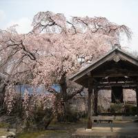 ２０１０年の桜その５～専通寺のしだれ桜～　おまけ：アルモニーテラッセの桜