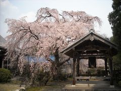 ２０１０年の桜その５～専通寺のしだれ桜～　おまけ：アルモニーテラッセの桜