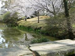 桜さくら　諫早編