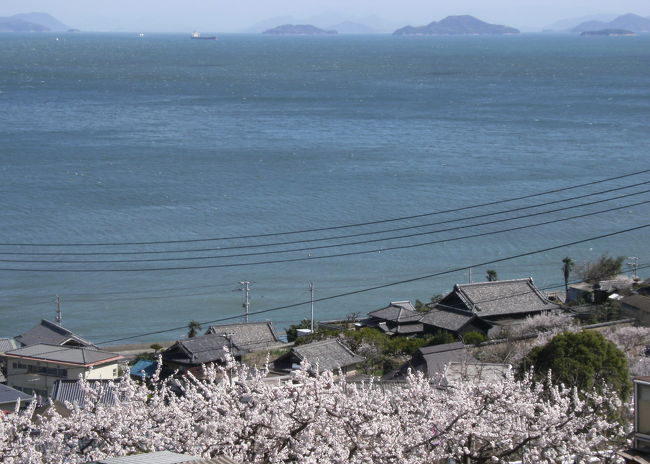 鞆の浦の手前、田尻（たじり）では桜より一足先にあんずの花が満開を迎えていました。鞆の浦に負けず劣らず美しい所でした！