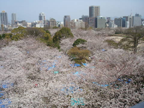 　春は桜！　気分も浮き立ちます。<br /><br />広い公園内は散策するにもいい所です。<br /><br />福岡城の名残り、石垣に時の流れを感じます。<br /><br />大濠公園のすぐ隣、バス、地下鉄の交通の便もいいし<br /><br />テニスコートもあるんですよ。