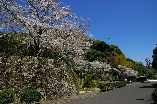 こっそりと死んじゃっててこっそりと復活しちゃう散歩なのだ☆<br /><br />死んじゃっている間に時は進み桜満開の季節になっちゃったのだ<br />また死んじゃうとマズいので近場をリハビリ散歩してきたのだ<br />この界隈はジロの好きな所なのに５年も散歩してなかったのだ<br />５年前に高級魚のアラさんを喰って以来で月日が経つのは早い<br />まぁ死んじゃってたりしたら余計に早い訳で時間を大切にせねば<br />今回はリハビリ散歩なので２回に分けての散歩になっちゃったのだ<br />最初は親犬達とアワビのフルコースを喰いに行ってきたのだ☆<br />折角なのでブログにしようとまたジロだけでマーキングなのだ<br />なんかほんのりとピンク色に色付いた景色に心癒されたのだ♪<br />それに佐伯といえば益々猫化が進む危険なエリアだったのだ★