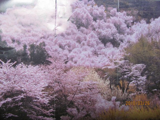 　４月に入ると大混雑になる福島市の花見山公園に行きました。<br />　ここは写真家の「秋山庄太郎氏」が写真専門誌で「ここが本当の桃源郷」と紹介したのがここを有名にしました。<br />　一個人農家が山を開墾し、花木を植えたのがこれほどの山になったもので、今も無料でみんなを楽しませてくれています。<br /><br />　前日の雪が残っていて寒い日でしたが、上の駐車場はすでに一杯！　関東圏のナンバーも多くありました。<br /><br />　表紙は最盛期の花見山で、パンフを写したものです。