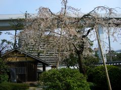 ｺｯﾌﾟとｶｰの菊正記念館のさくらでお花見 